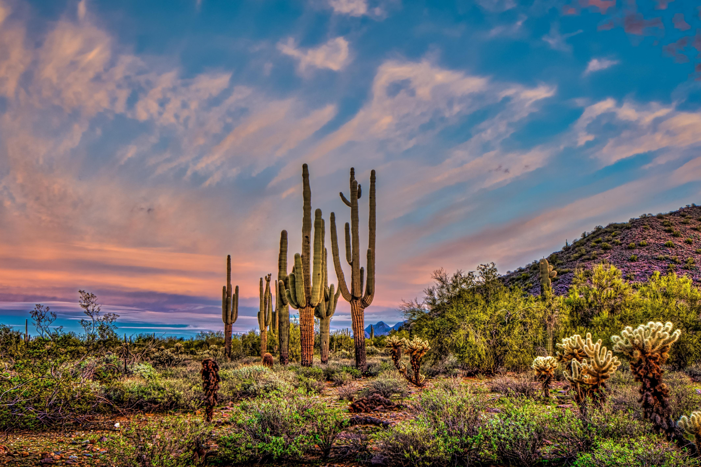 desert with catus and a blue sky