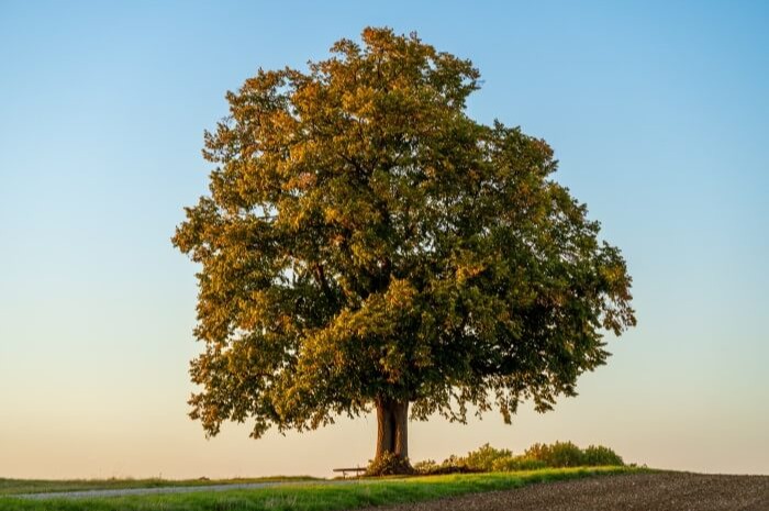 INVESTMENT MANAGEMENT