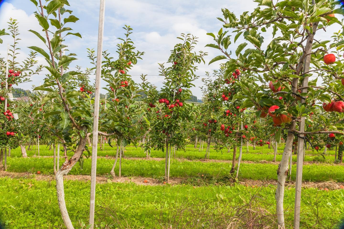 Trees in an apple orchard