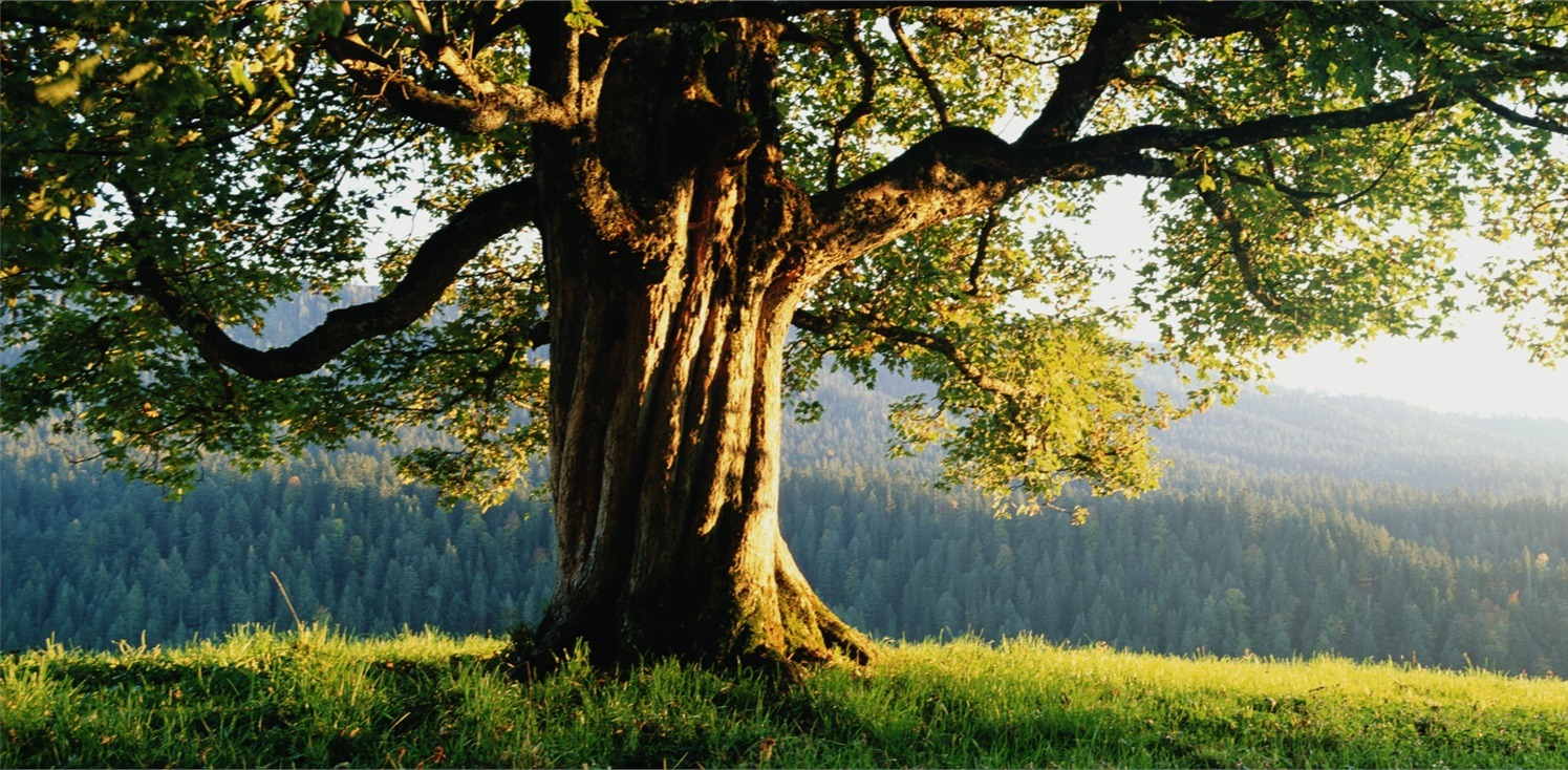 Committed to<em>“Creating lasting retirement security for businesses and individuals,”</em>  we deliver tailored wealth advising solutions for long-term financial confidence.