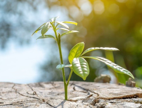 Succession Planning