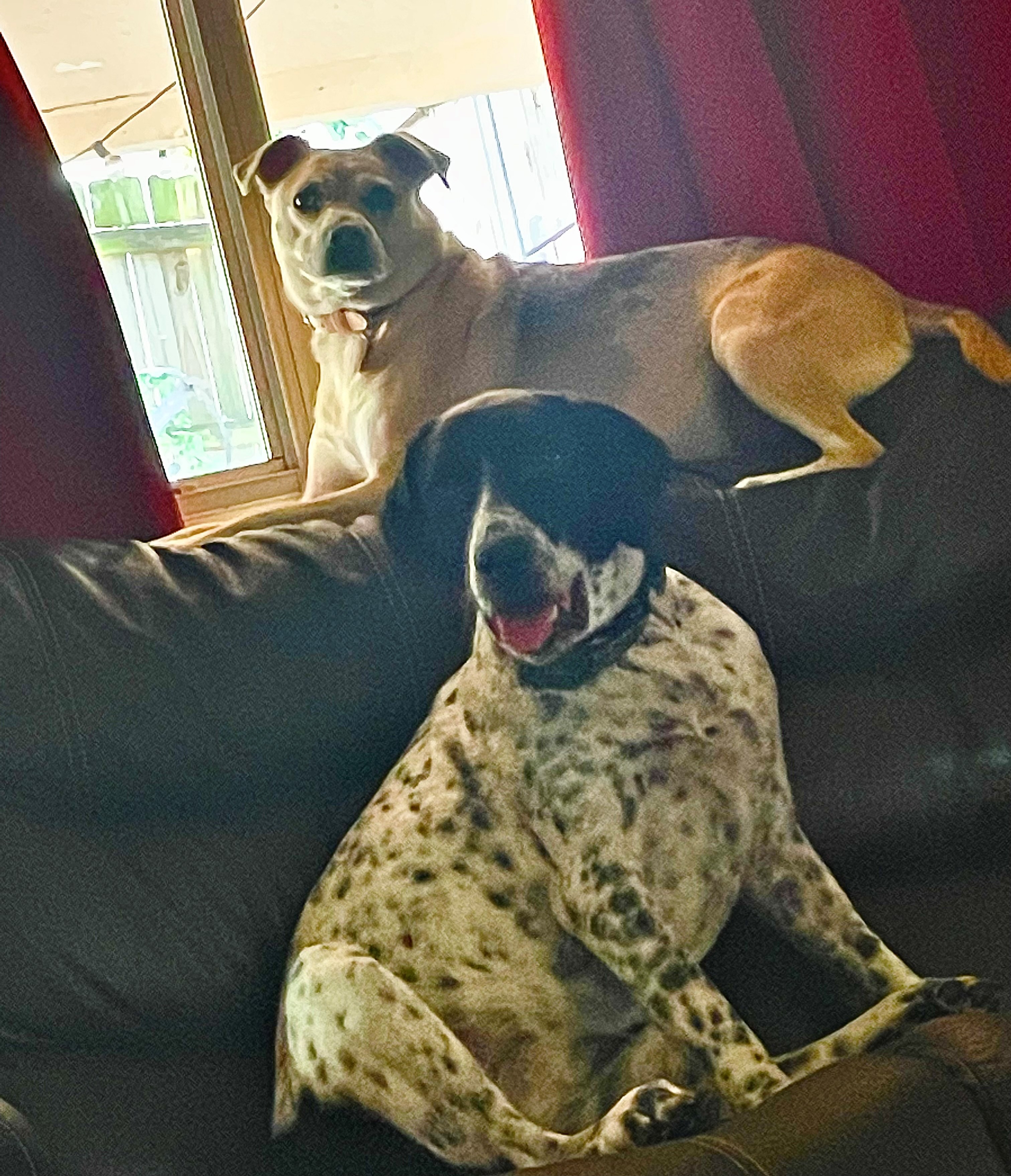 Scout and Doe<br/>