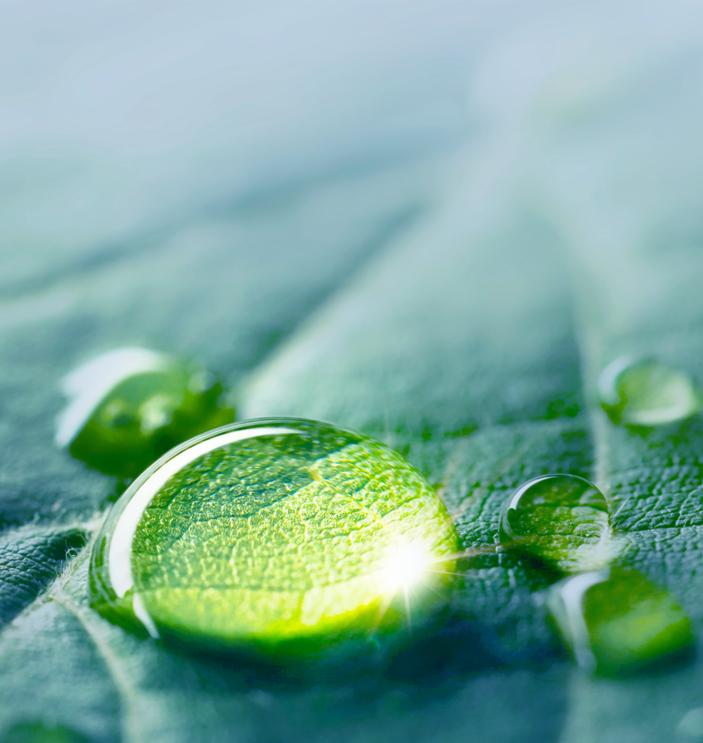 Watedrop-On-Leaf