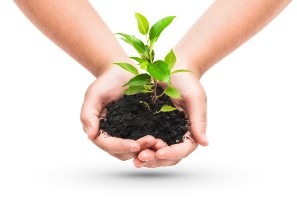 person holding a small growing plant