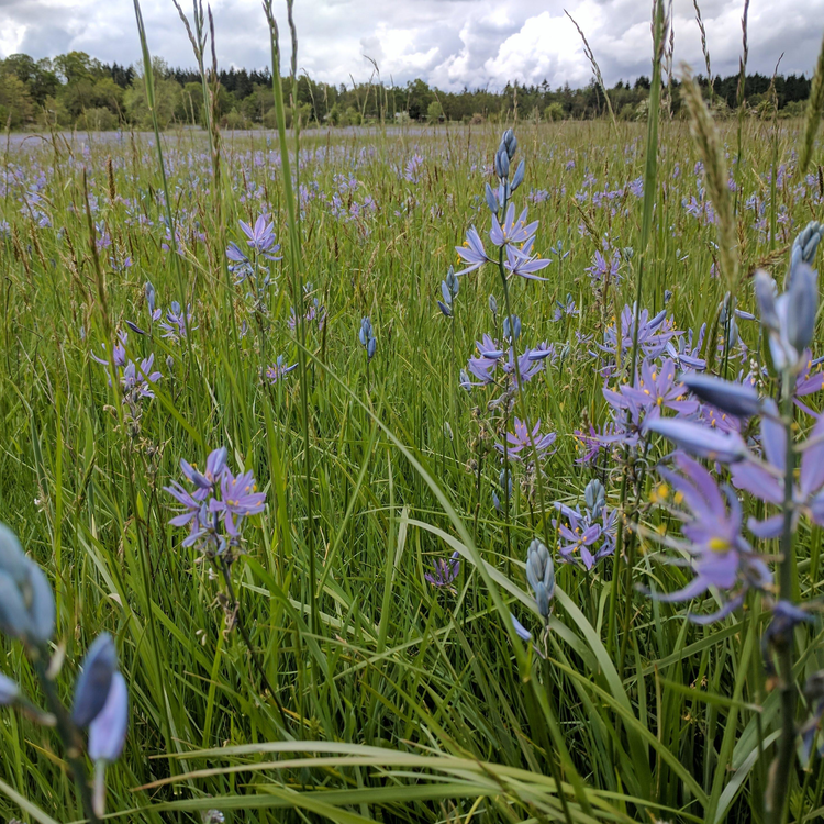 Flowers in a field