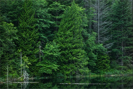 Institutional Investment Advisory Services