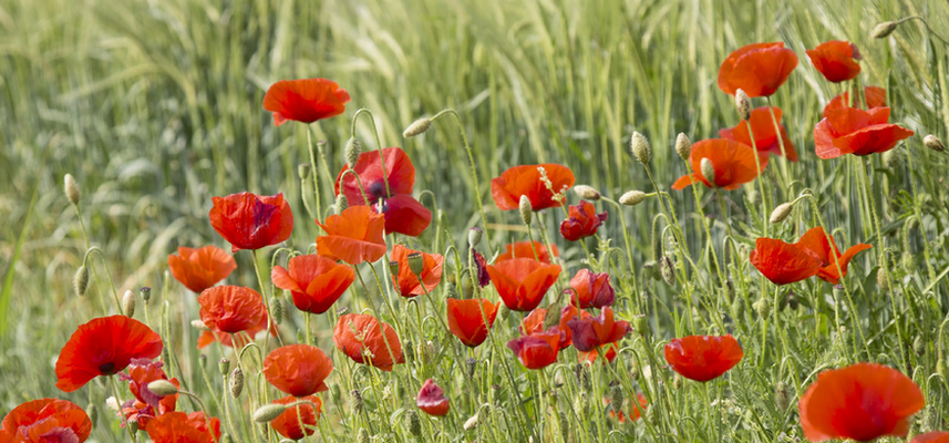 Welcome to D&B Strategic Wealth