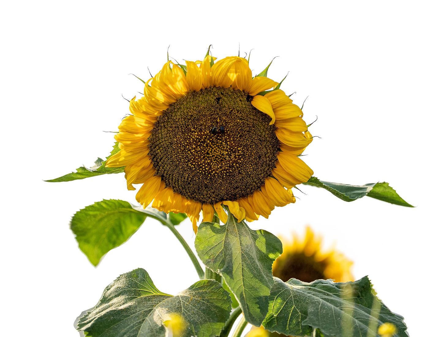 The first steps for seeding your financial plan.