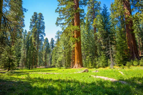 Giant sequoia trees in a meadow