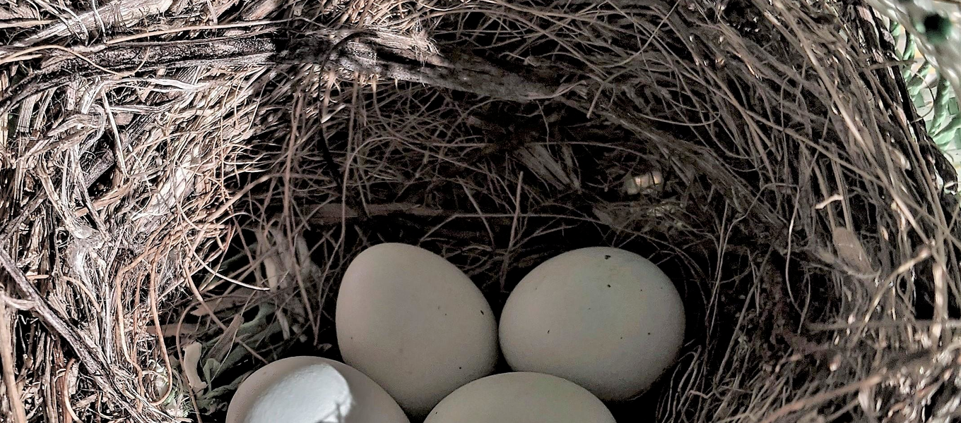 Bird's eggs in a nest