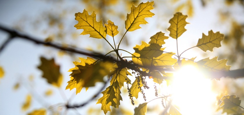 iStock_000003328572Small