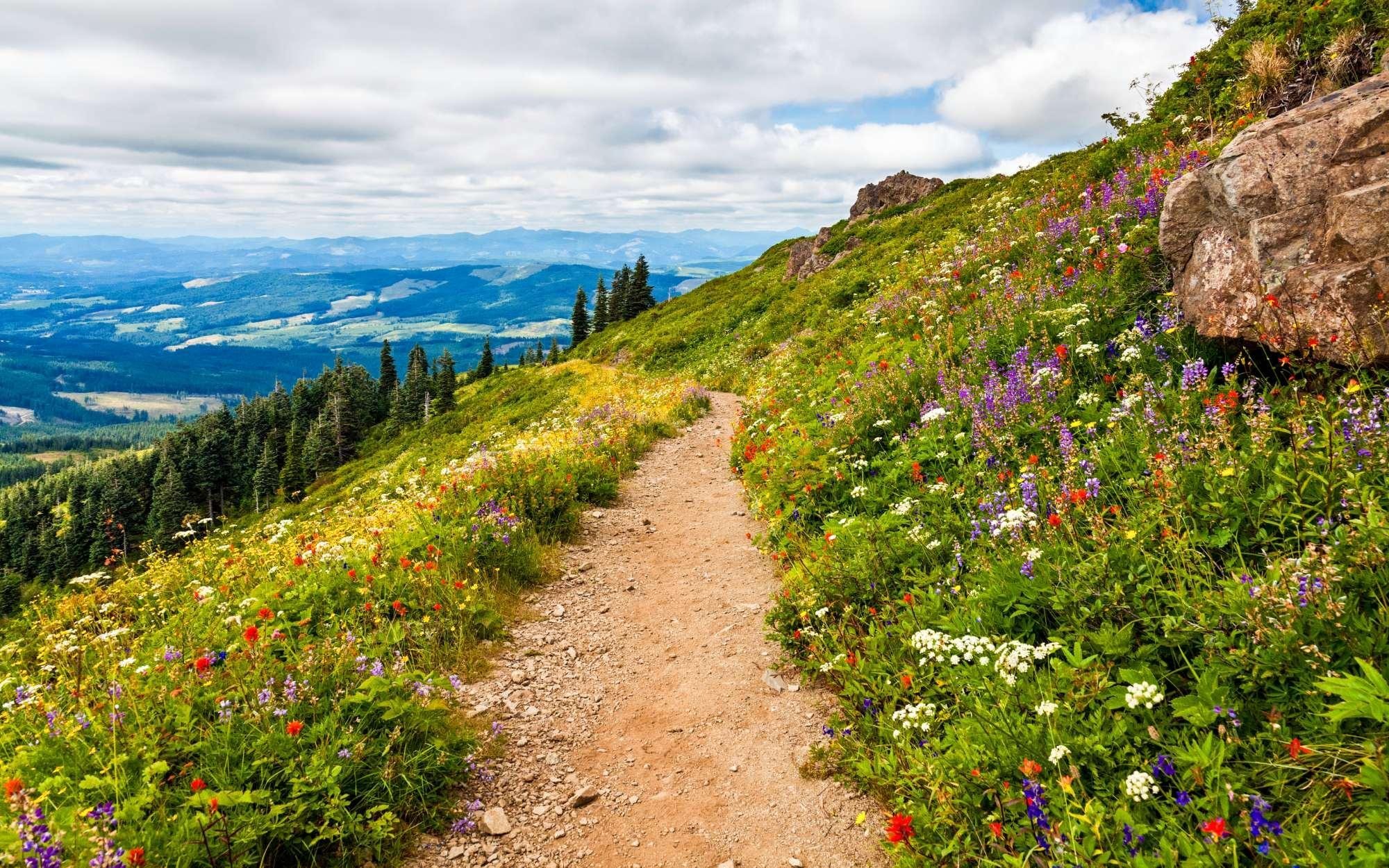 wildflowers growing along a hiking path on a ridge