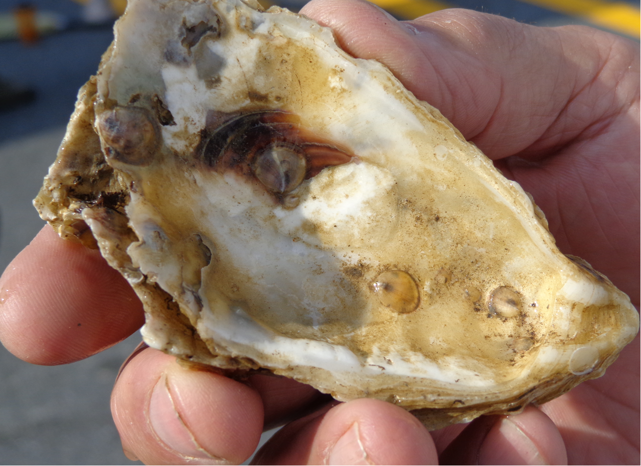 Chesapeake Bay Oyster Reef Recovery Initiative