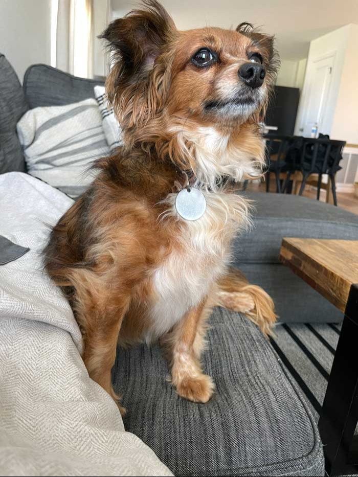 Levi