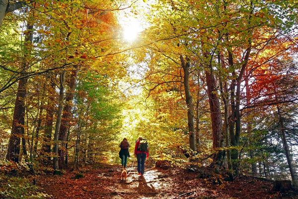 What is a Variable Annuity?<br/>