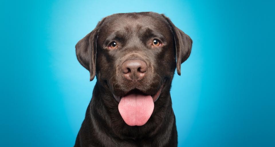 headshot of brown dog with blue background;thank-you-banner