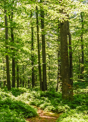 Green forest