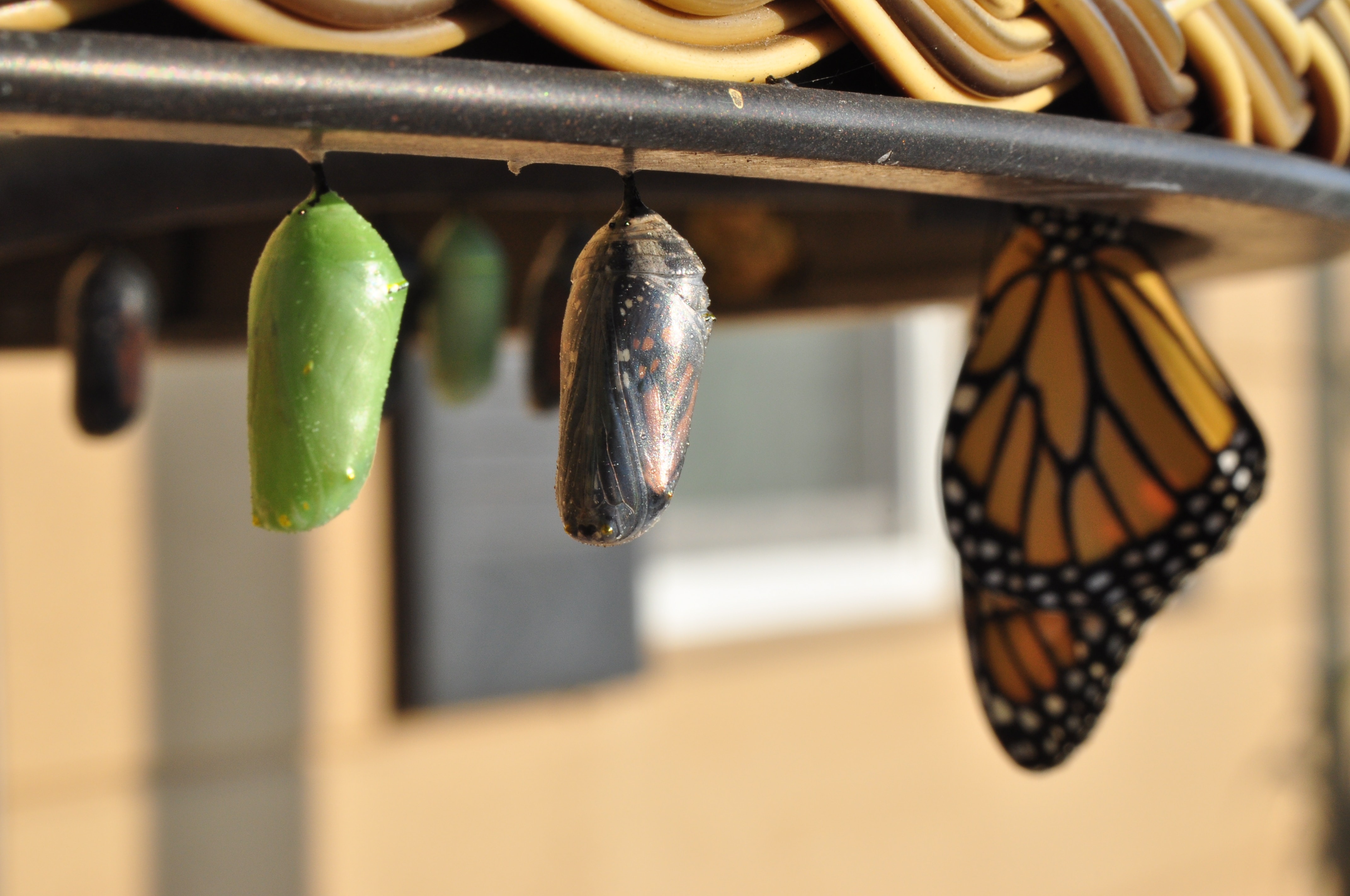 Those in Transition