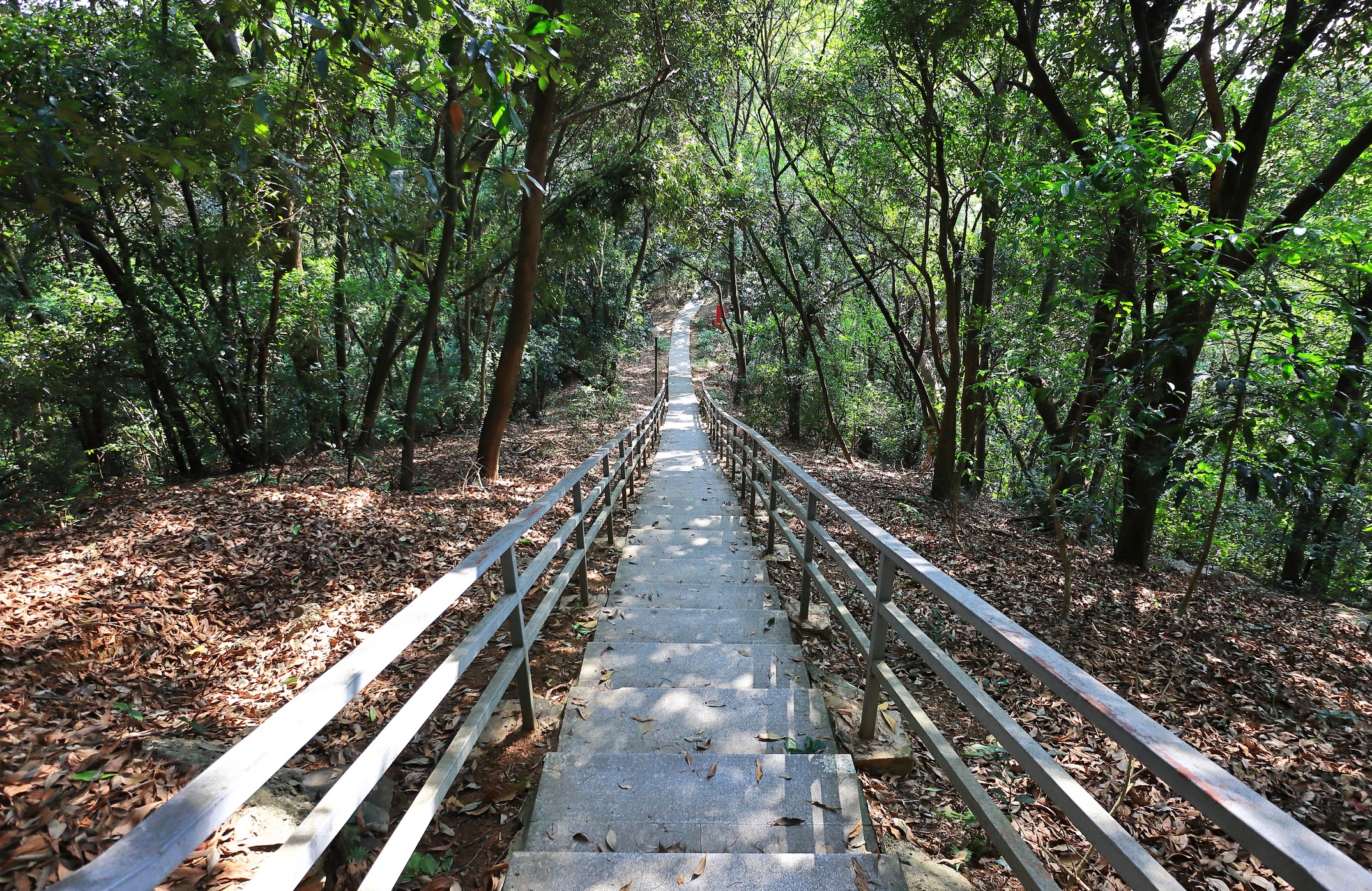 "You don't have to see the whole staircase, just take the first step." Martin Luther King, Jr. 