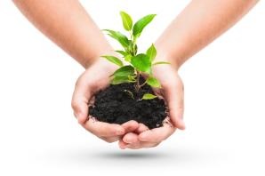 person holding a small growing plant