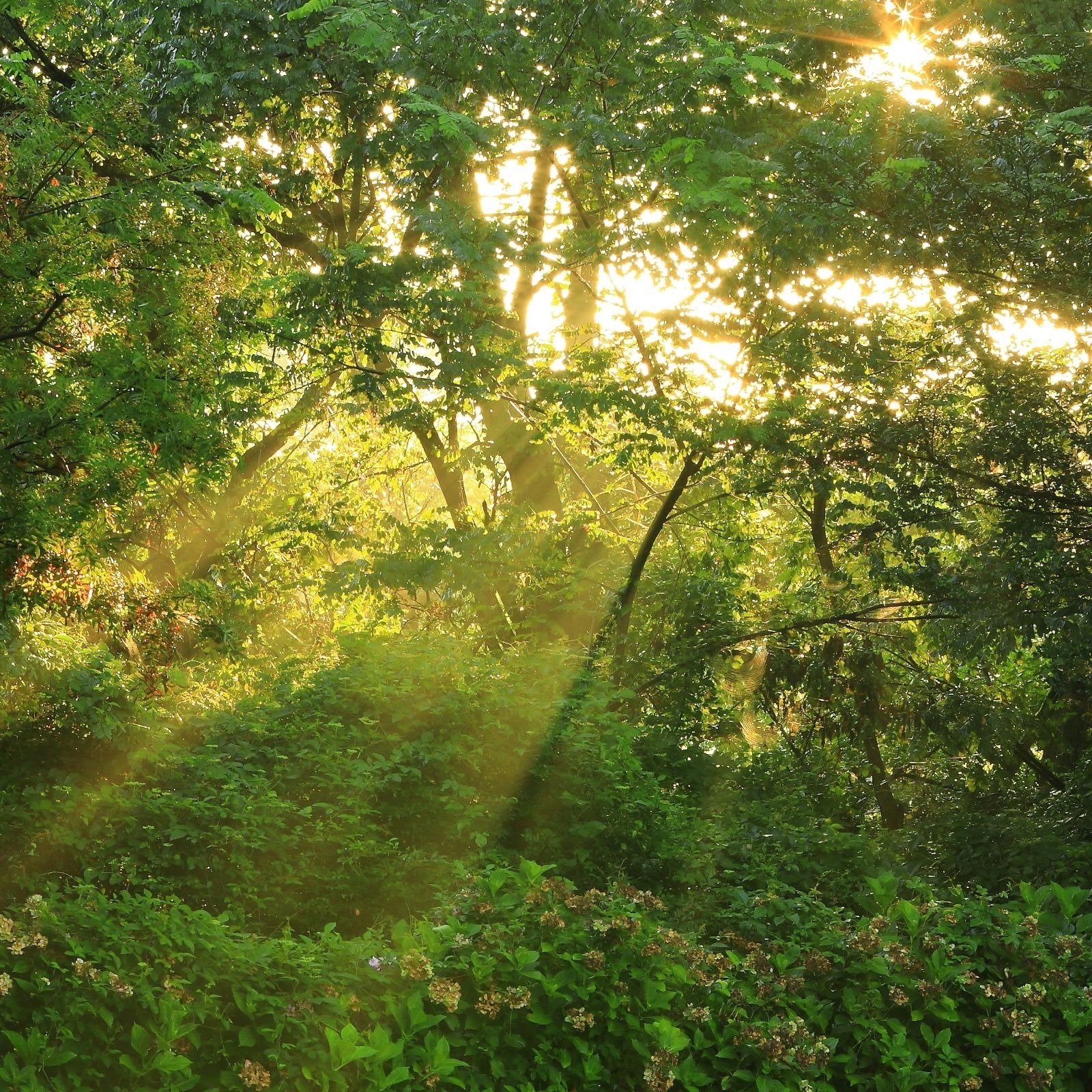 Step 3:<br/>Implementation & Staying True