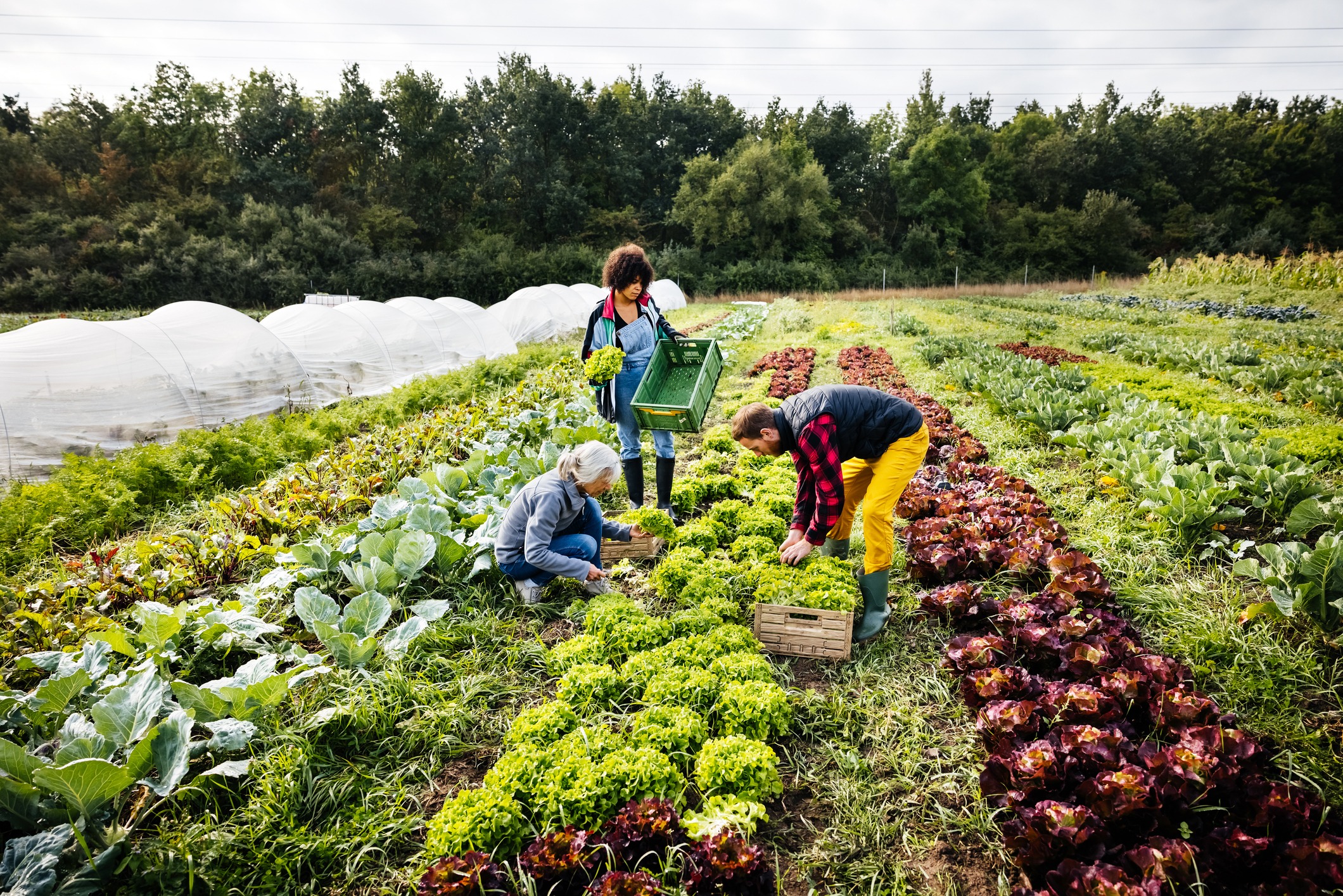Agriculture