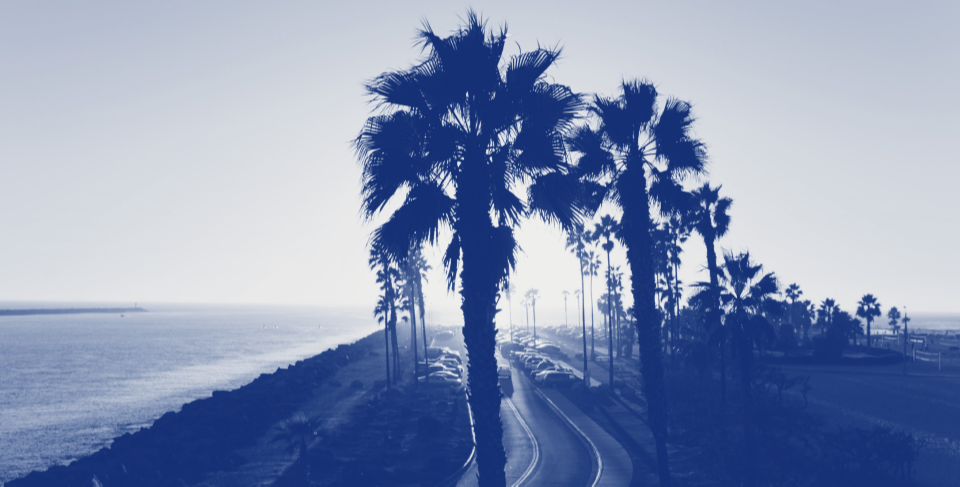 Photo of Palm Trees