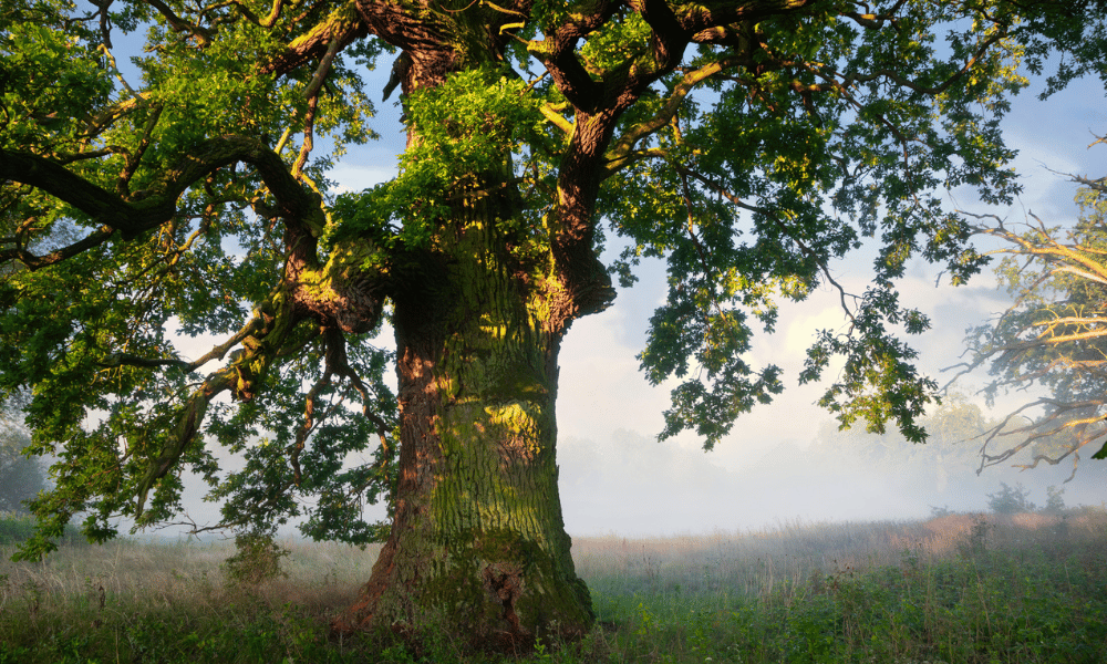 Transforming<br/>Financial Complexity<br/>into Clarity<br/><br/>