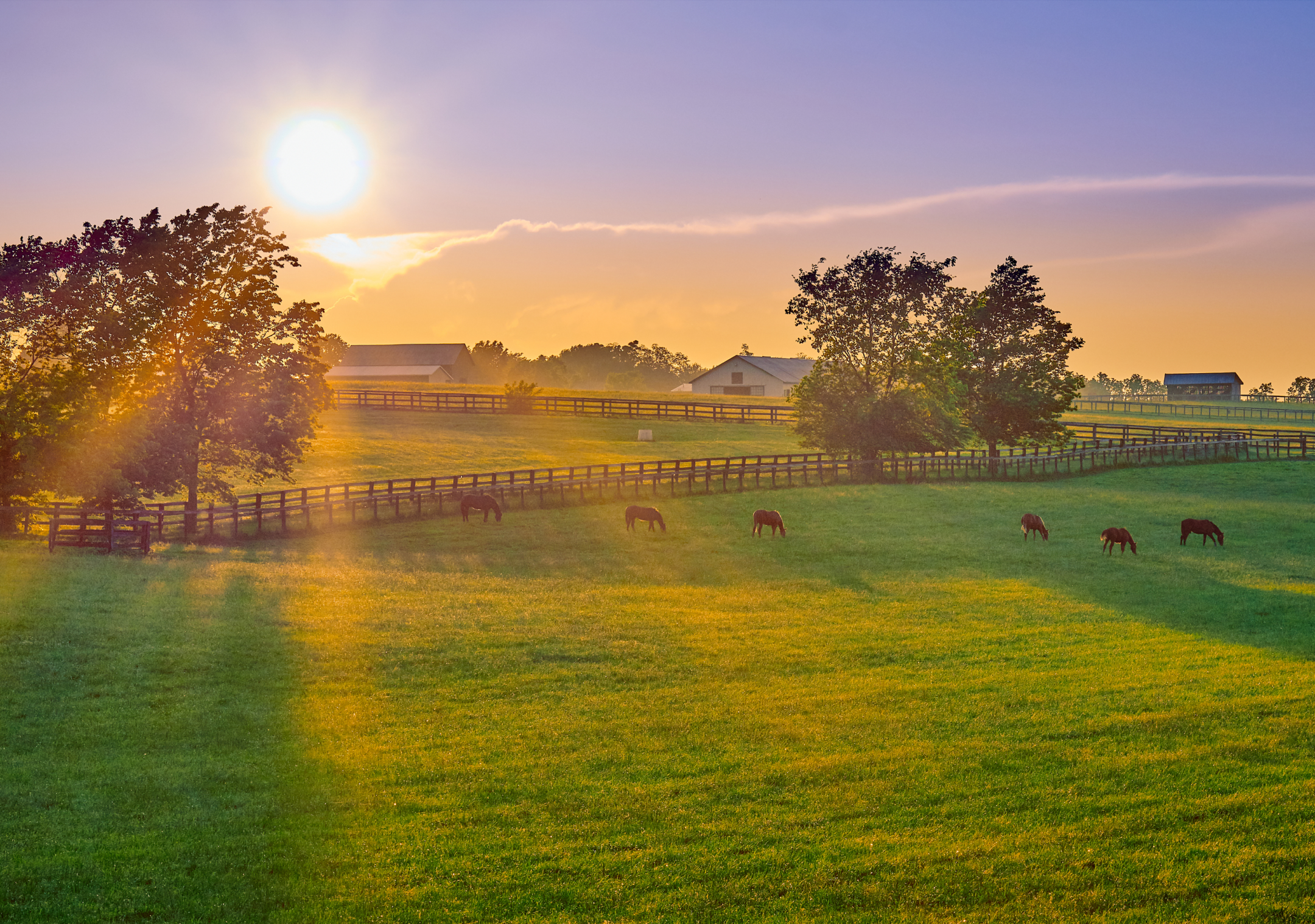 Horses in farm field