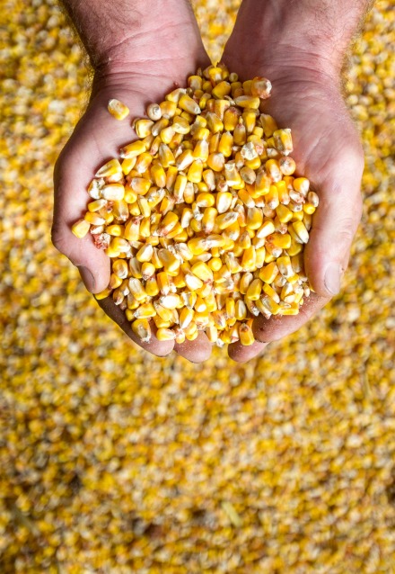 Farmers