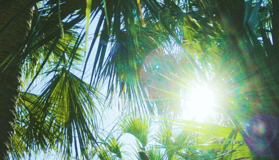 View of sun shining through tropical leaves