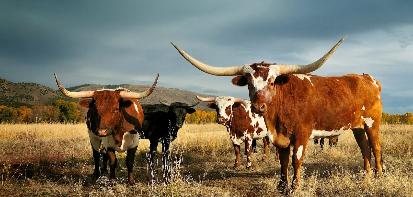 Longhorn Wealth Management Group