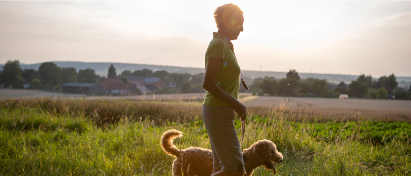 woman walking a dog next to a corn field