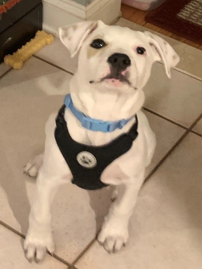 Gabriel