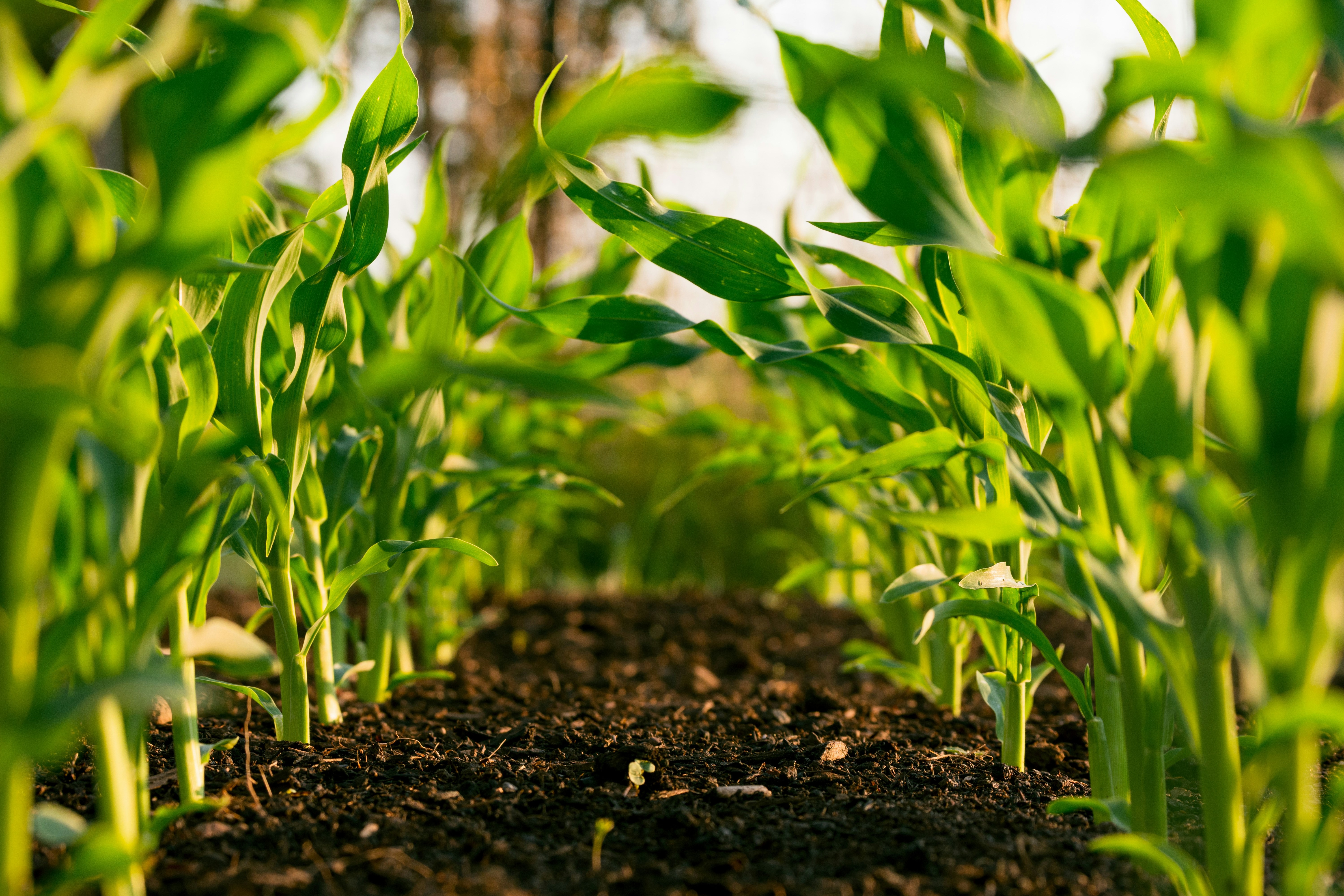 Agricultural Data Checklist