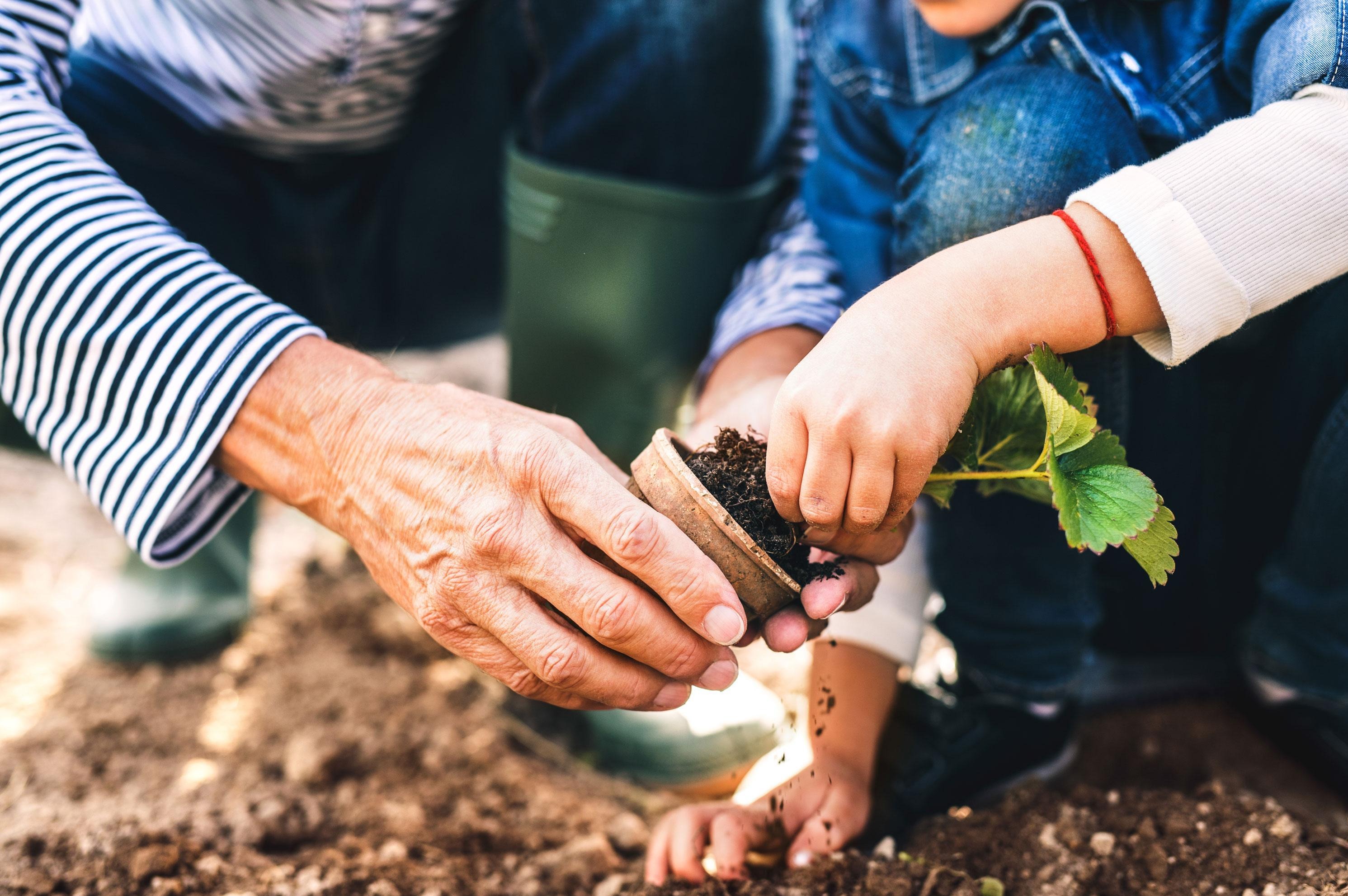 Adult and child planting a small plant in the ground