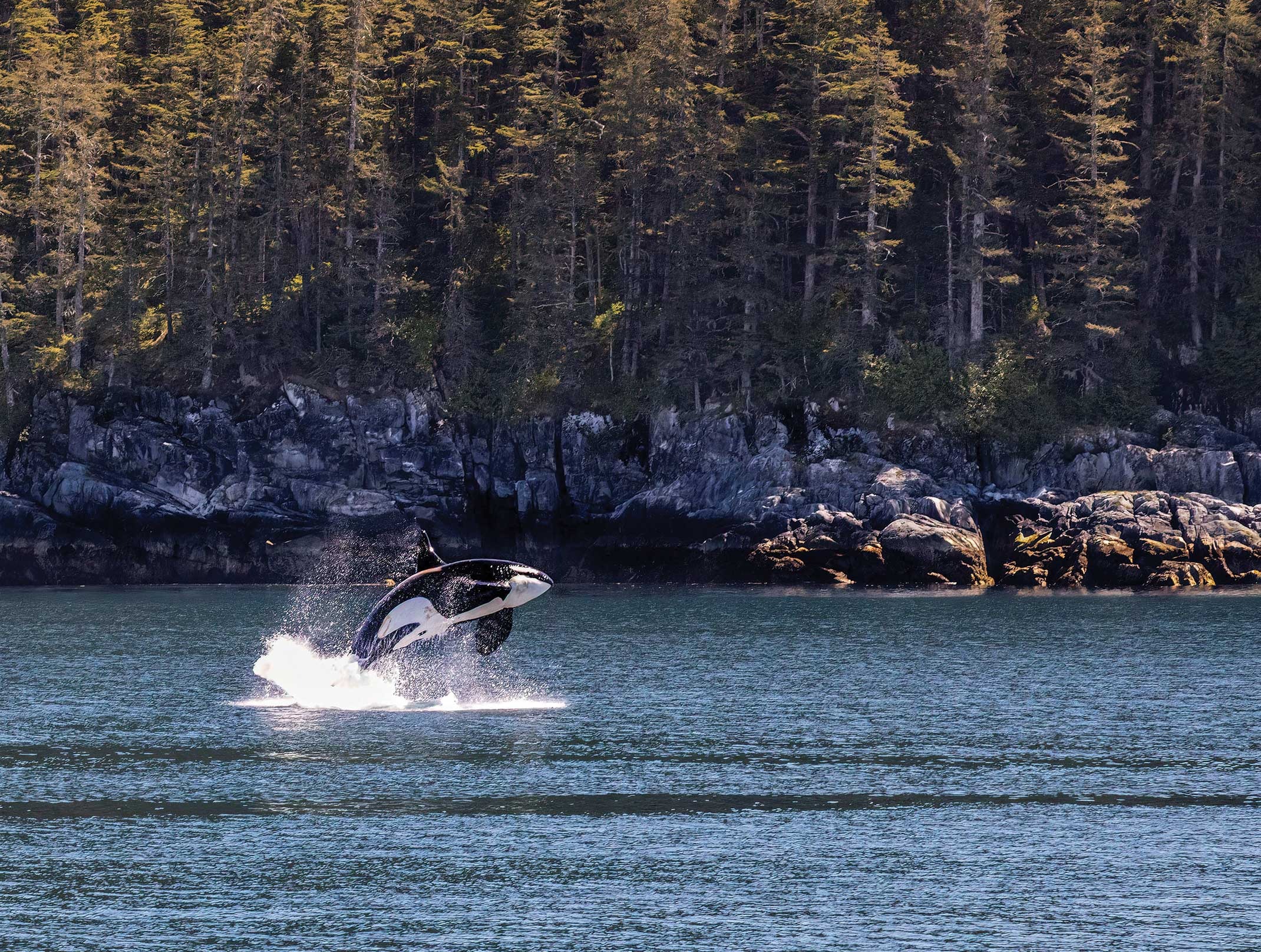 A majestic killer whale breaches the water, soaring into the air with splashes, highlighting its strength and agility.