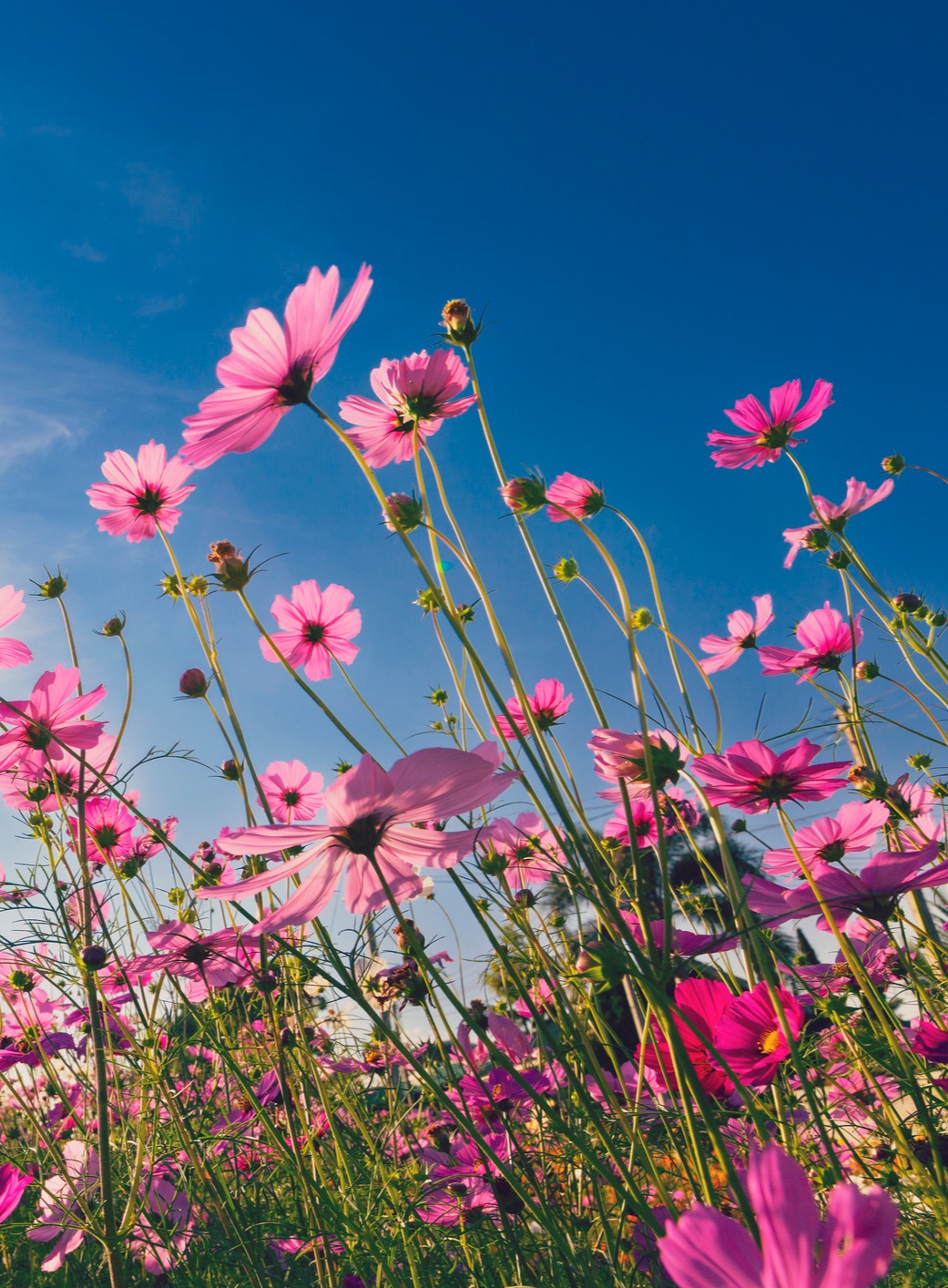 Field of Bright Cosmos Flowers