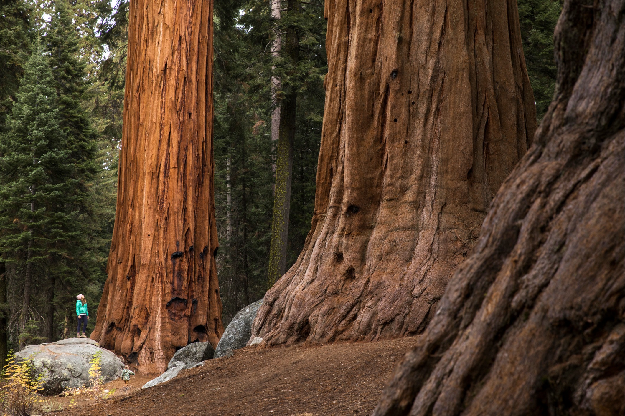 About Sequoia Grove Financial Planning
