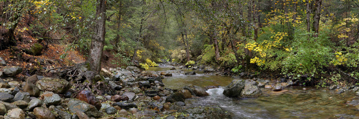 A rocky stream in the middle of a forest