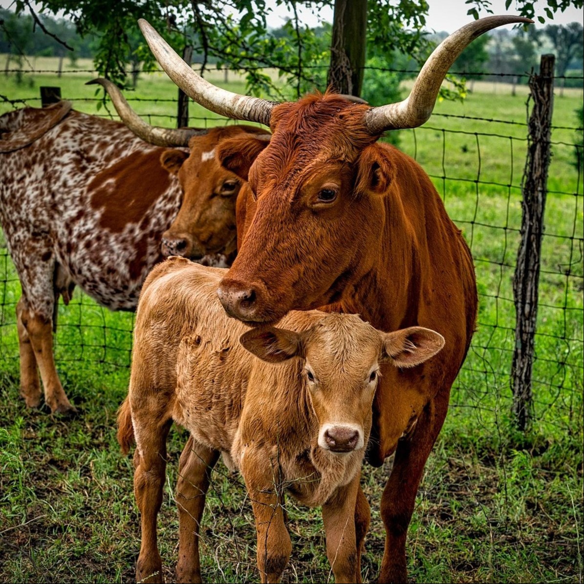 Longhorn Wealth Management Group