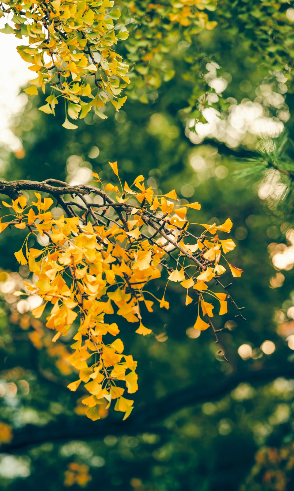 Why the Ginkgo Tree Inspires Us 