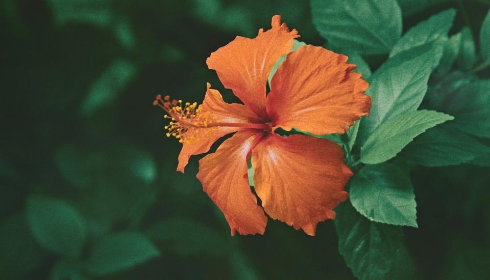 Close up of orange flower