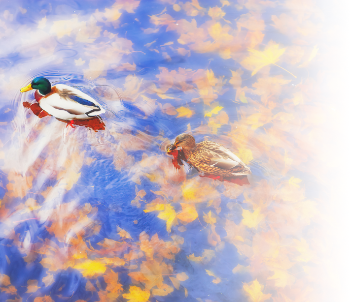 ducks in a pond