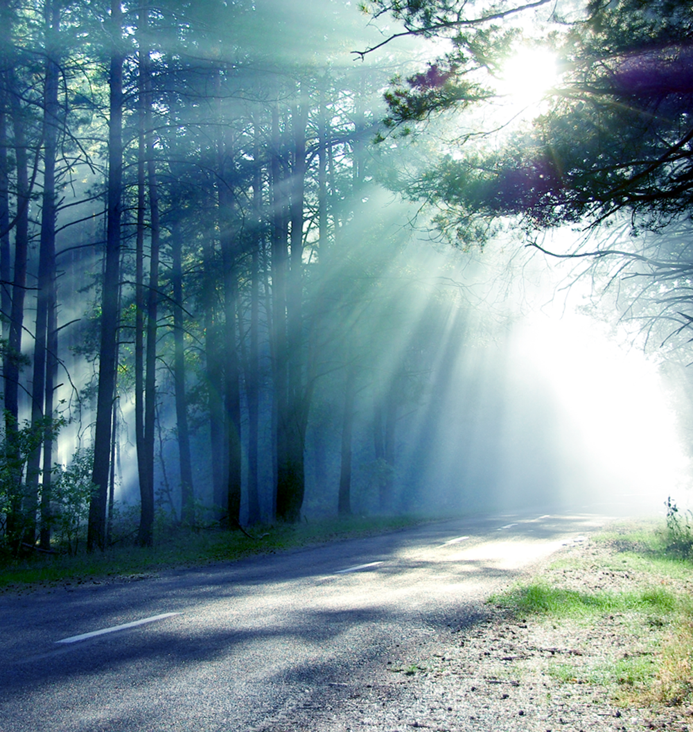 Sunray-On-Woods-Road