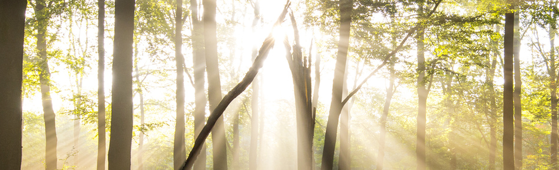 Sun rays beaming through a forest