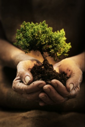 Tree growing out of soil in someones hands