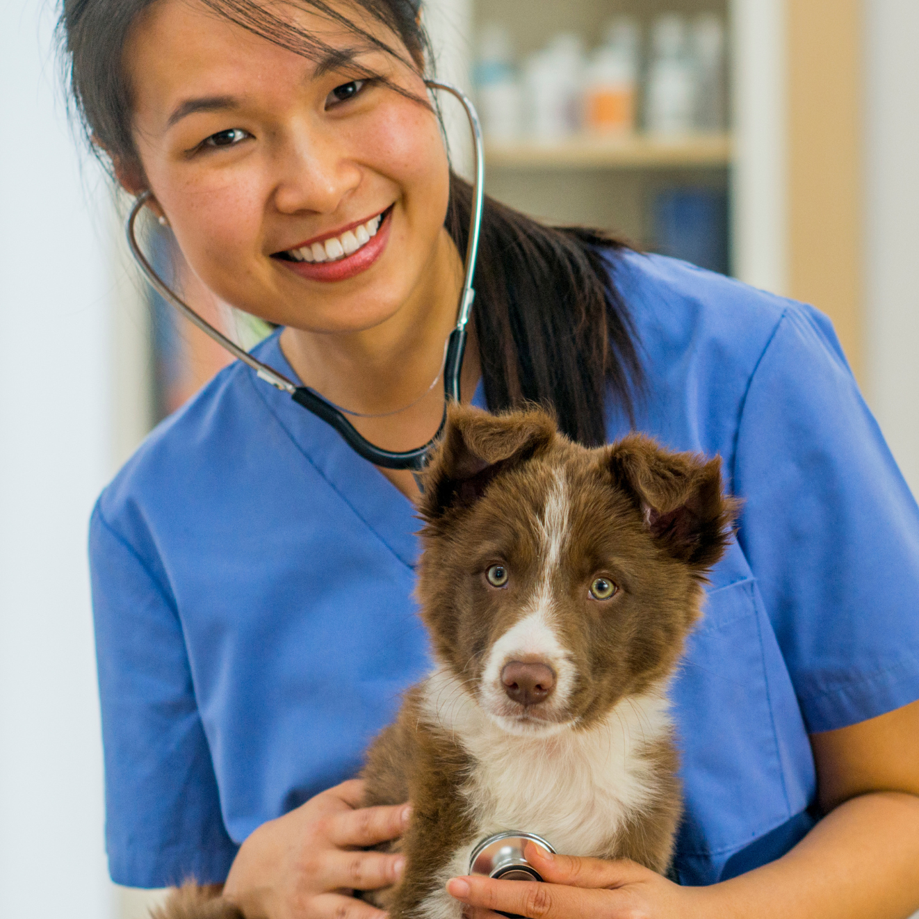 Veterinarian checking dog's heart with a stethoscope