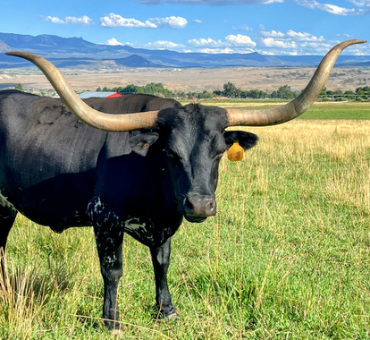 I’ve helped Rocky Mountain families pursue their goals for over a decade. I'm ready to help you too.
