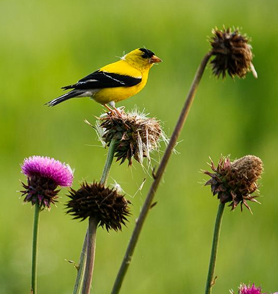 Goldfinch on a flower